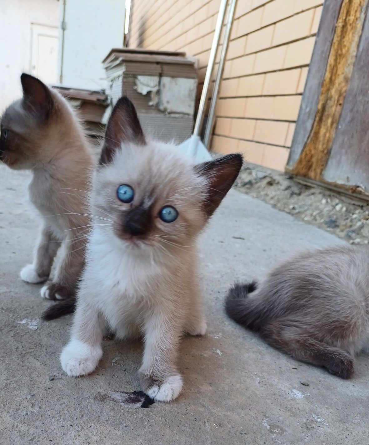 Котята в добрые руки