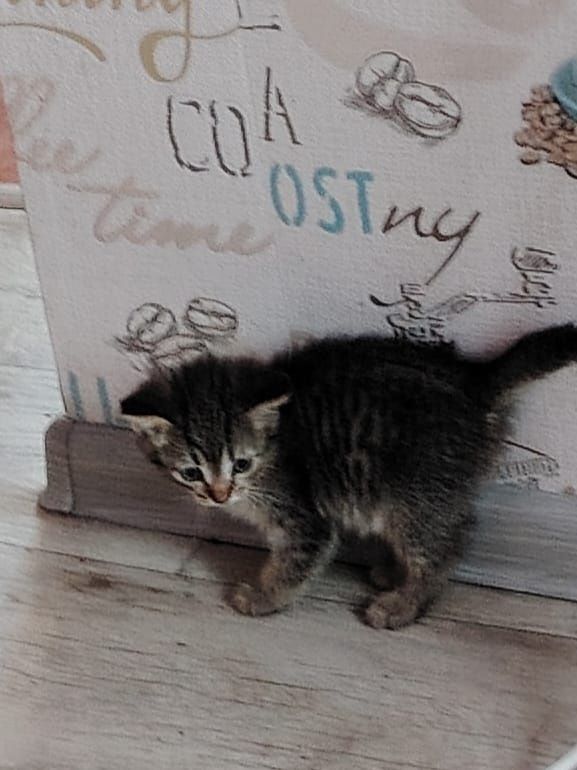 Отдам котят 2 мес