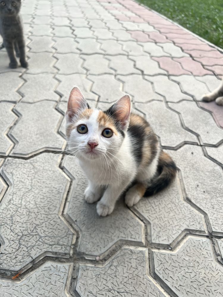 Отдам в хорошие и добрые руки самых сладких котят
