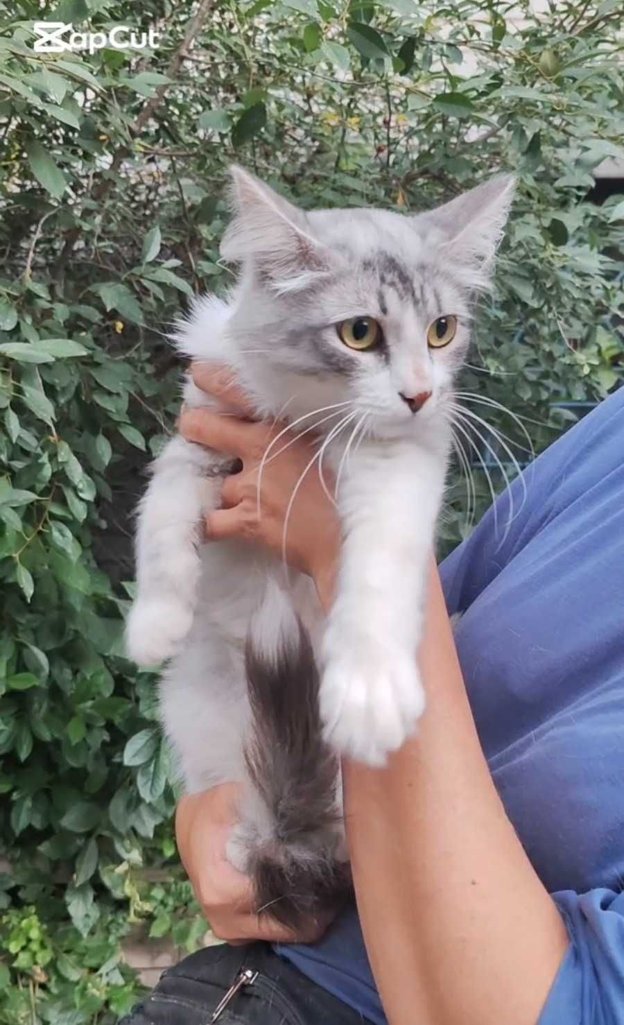 Молодой котик (9 мес) ищет дом