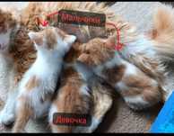 Отдам котят в добрые руки