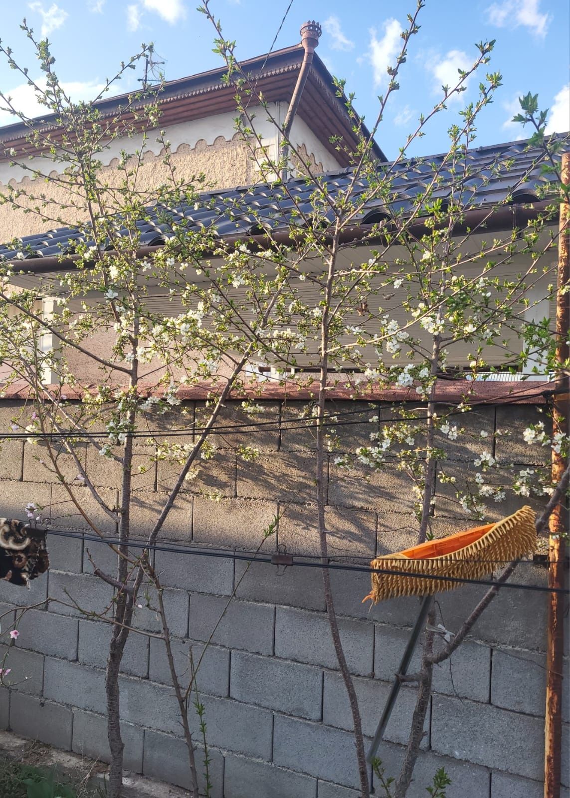 Цветы, Тошкент, Самарканд.