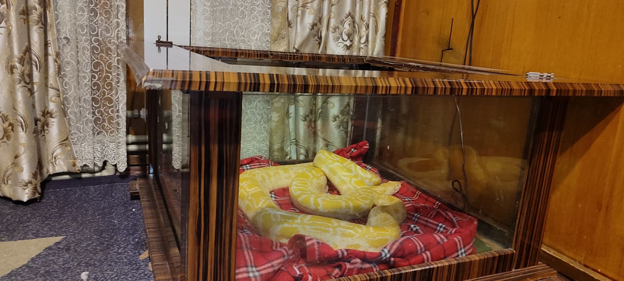 Змея (тигровый питон) с террариумом