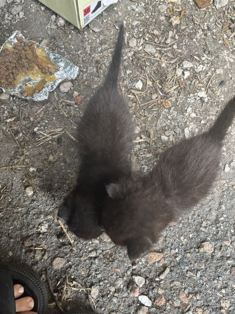 Приютите 2 котят