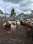 Срочно продам  коз