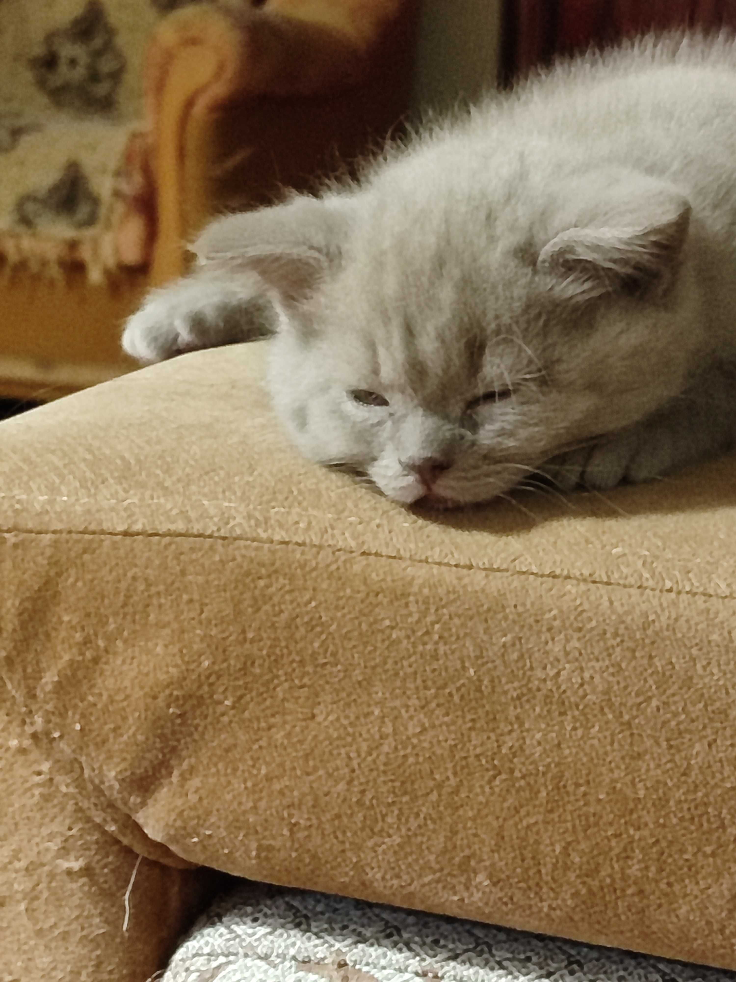 Котята, британцы