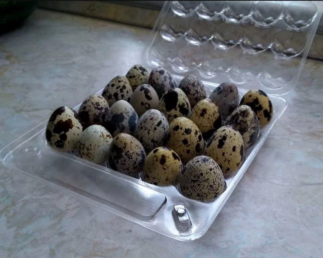 Перепелиные яйца Бодене