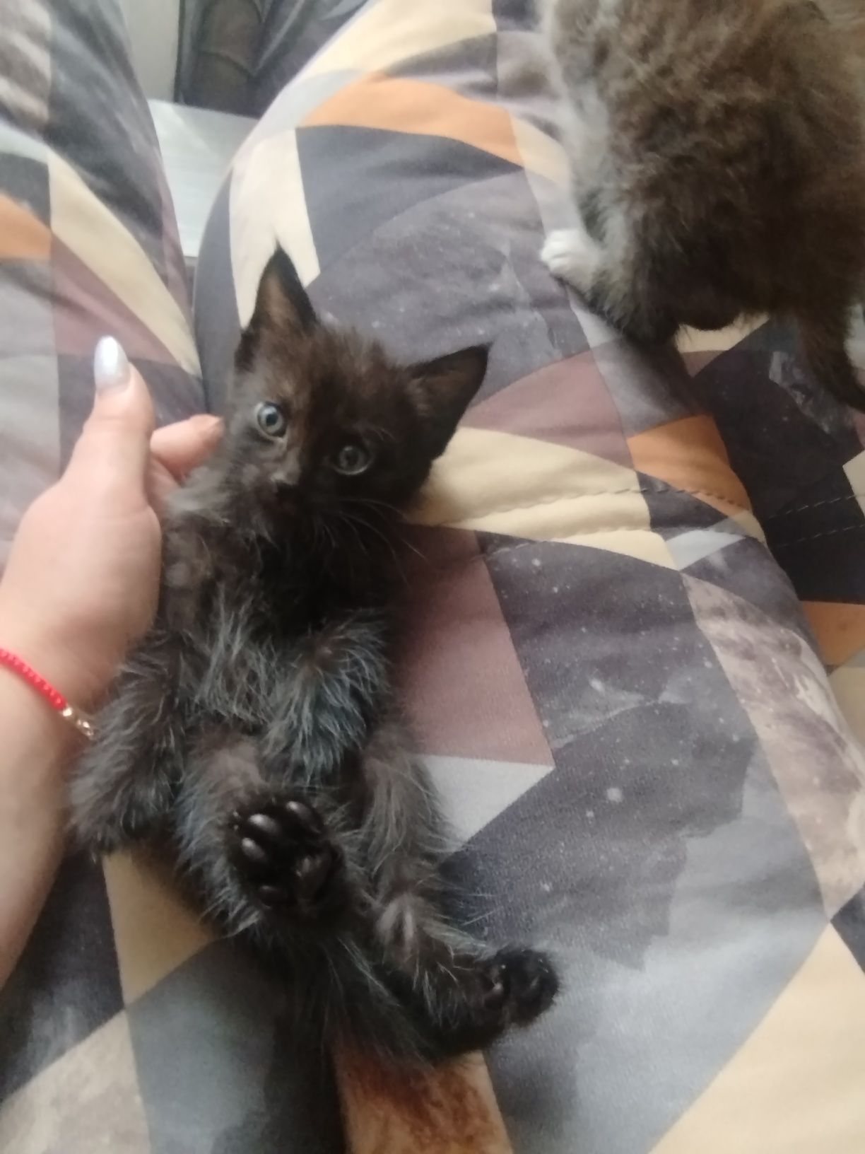 Котята отдам добрые руки