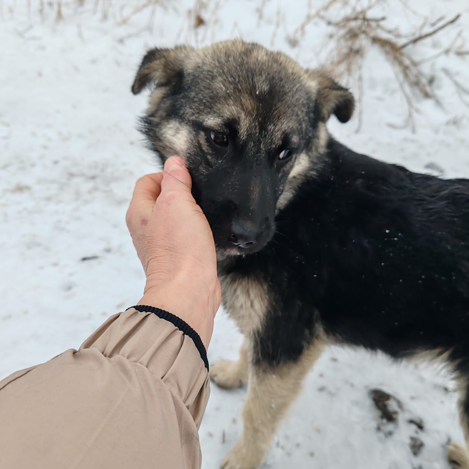 Щенок месяца 3 девочка
