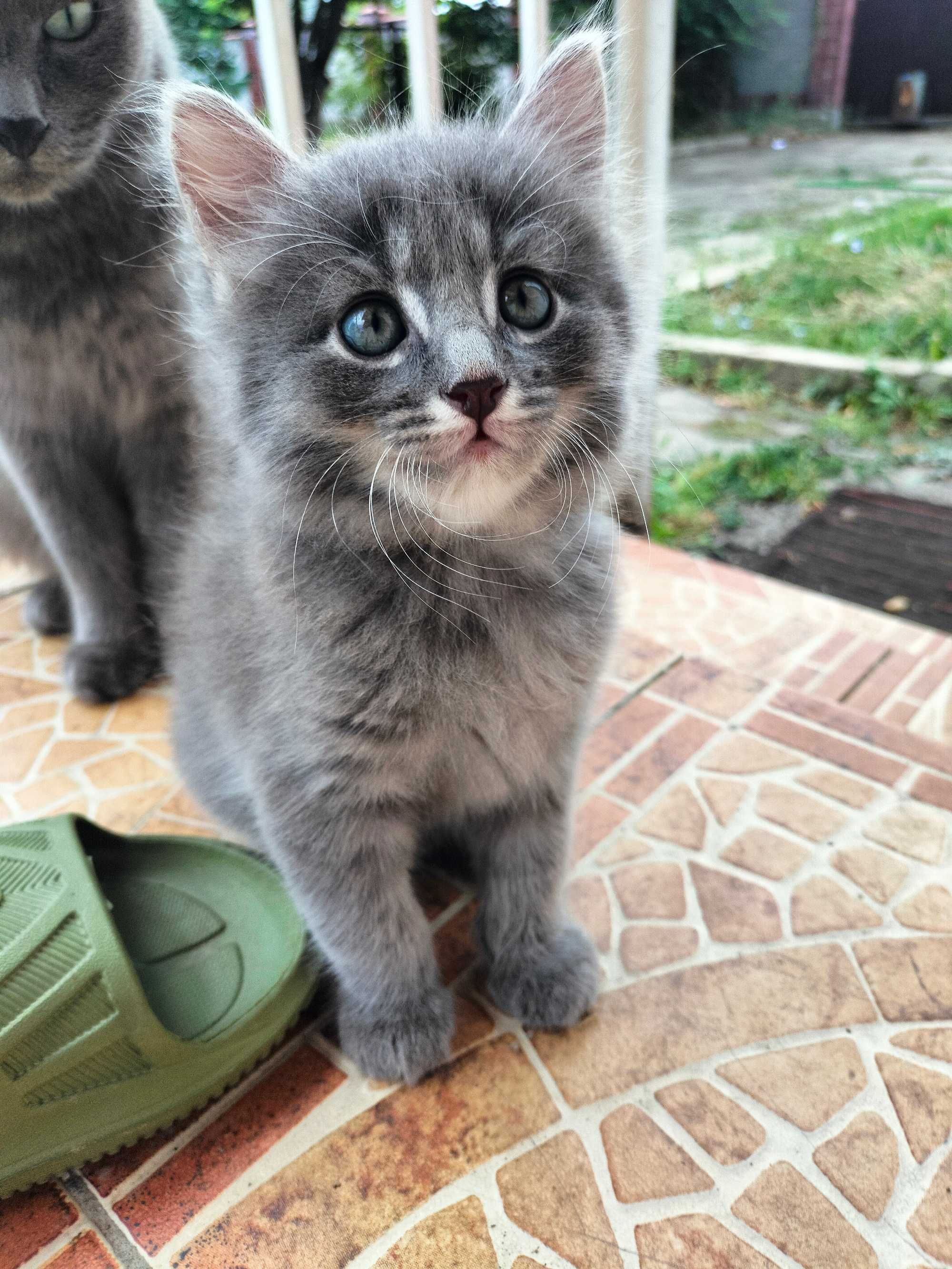 Котята бесплатно