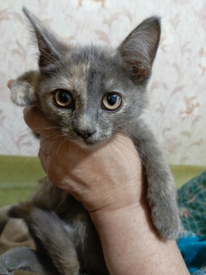 Отдам даром котят