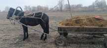 Желающие купить лощодь рабочую обращайтесь  по номеру