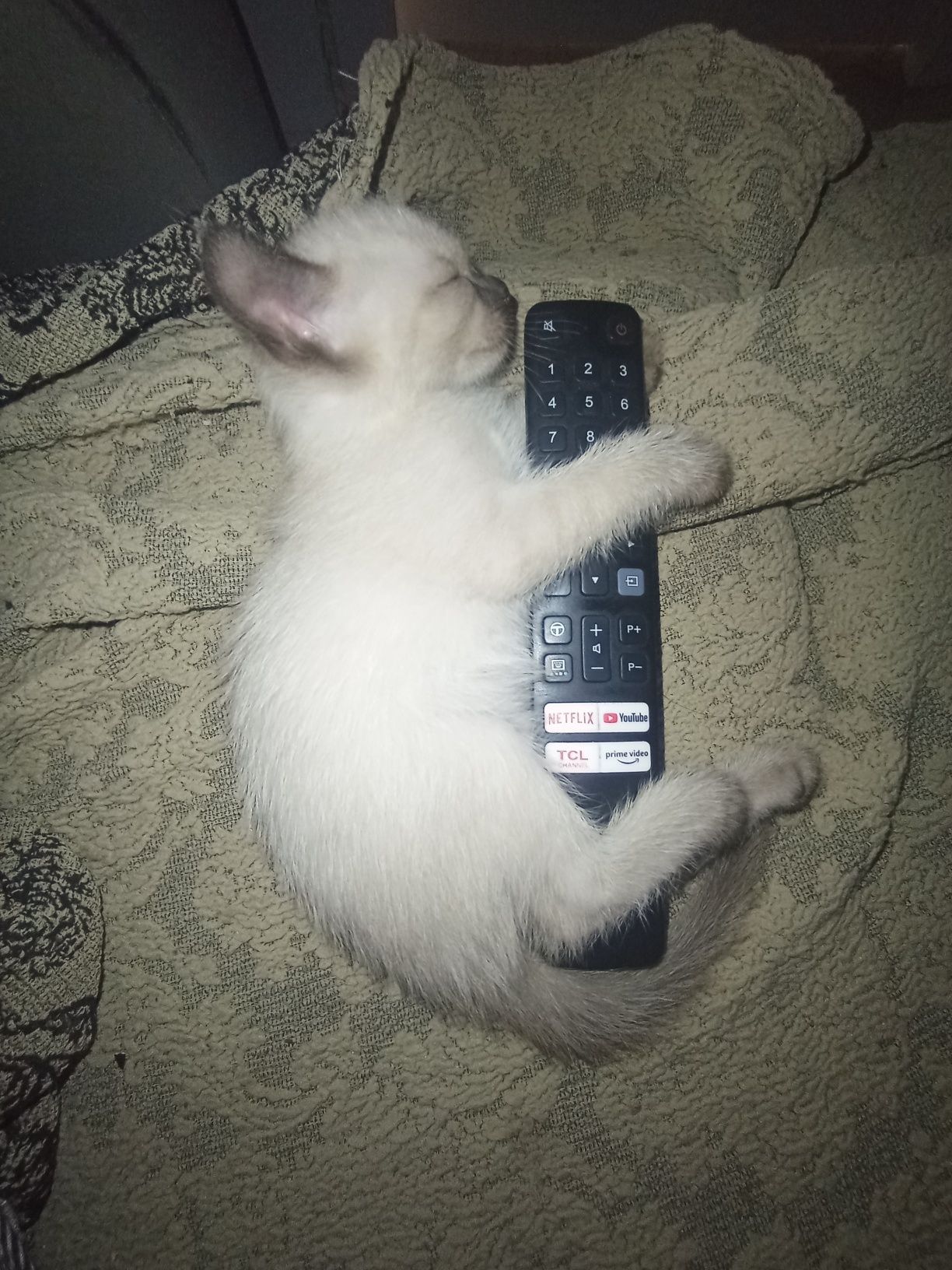 Сиамская кошка 4 месяца
