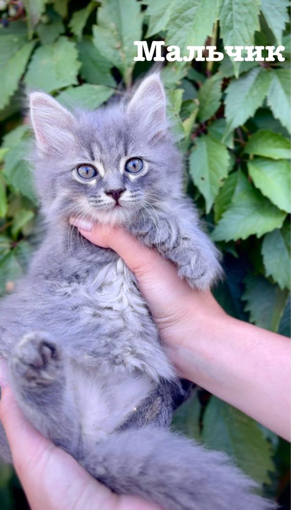 Шикарные котята в любящие руки!