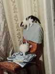 Отдам котят.шустрые