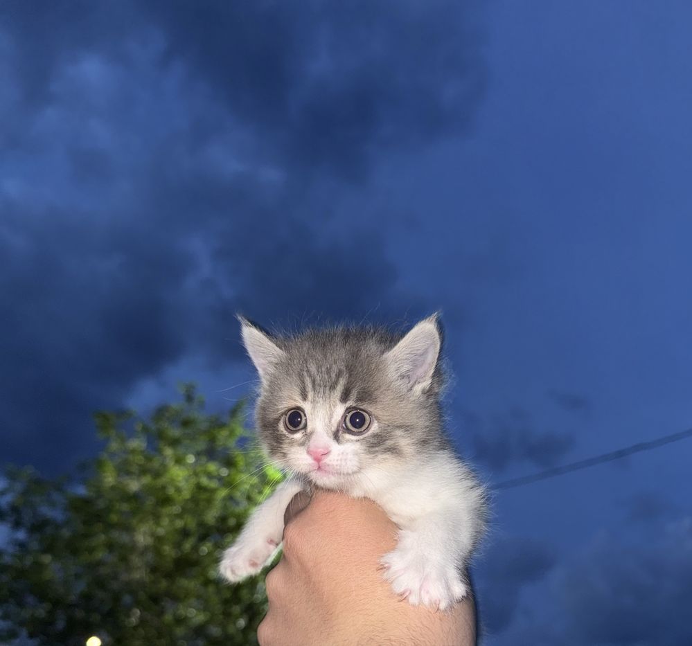 Продам породистых котят
