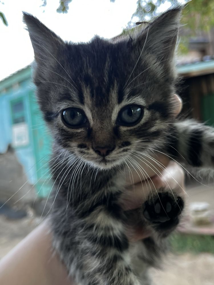отдам два котенка