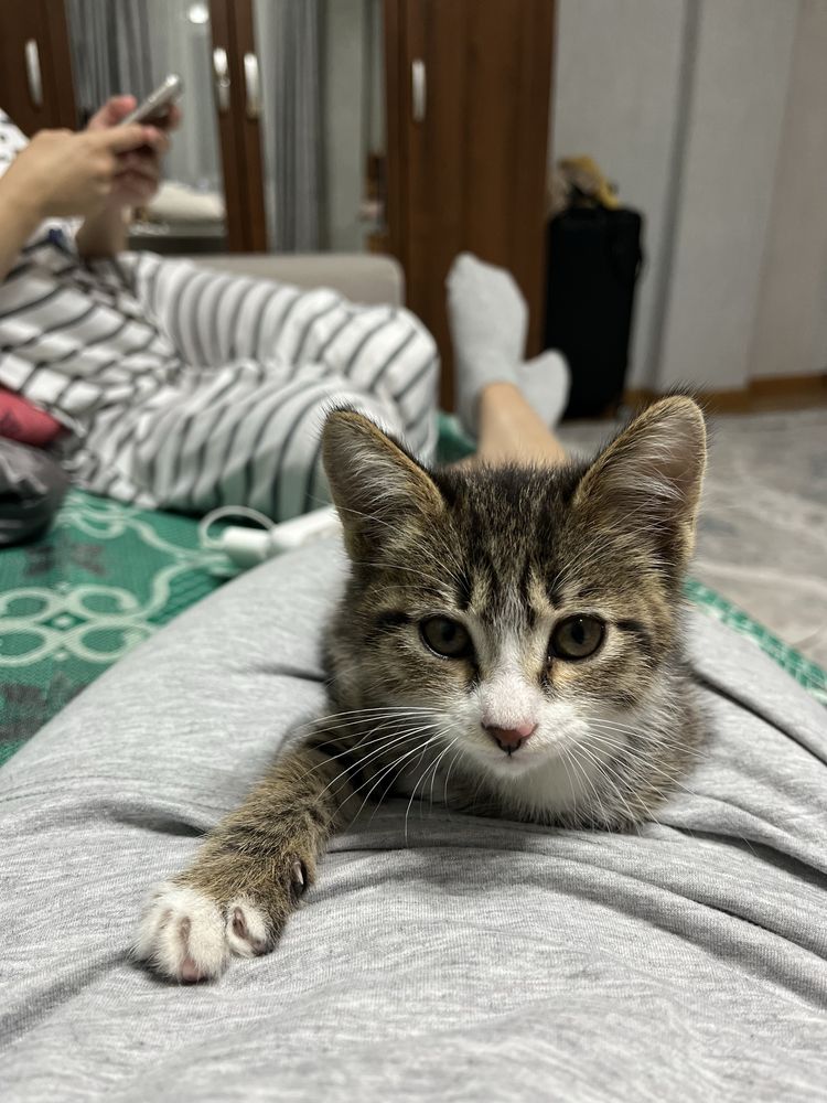 Милый котёнок ищет тёплый дом и заботливых хозяев!