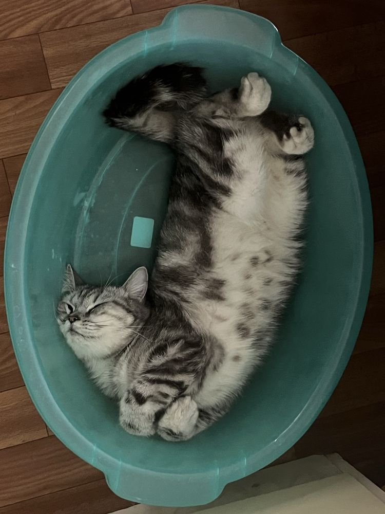 Британский котик