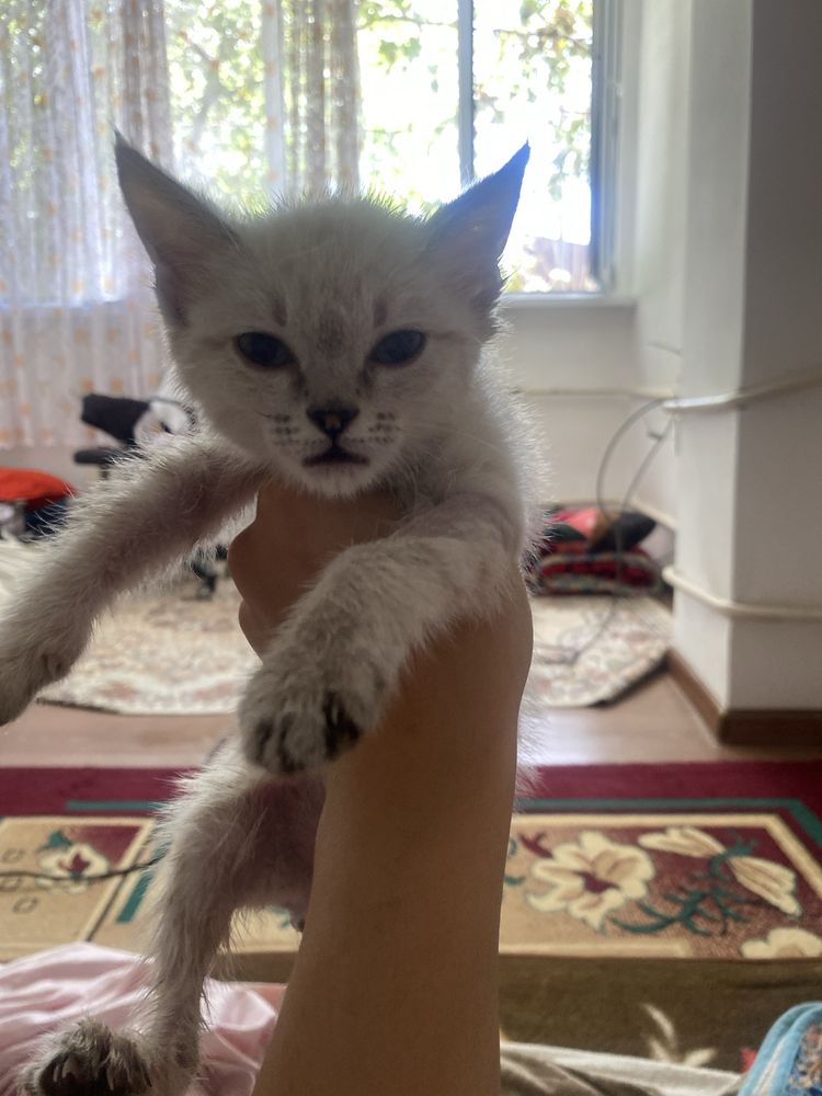 Котенка  памощь срочна