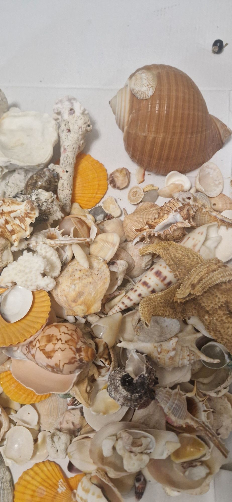 Ракушки разные ,  продам