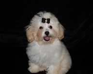 Элитные щенки Мальтипу (Maltipoo) F1  !