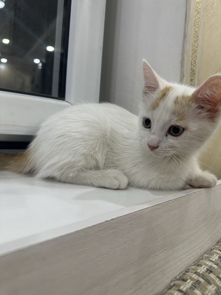 Бесплатно котят в добрые руки