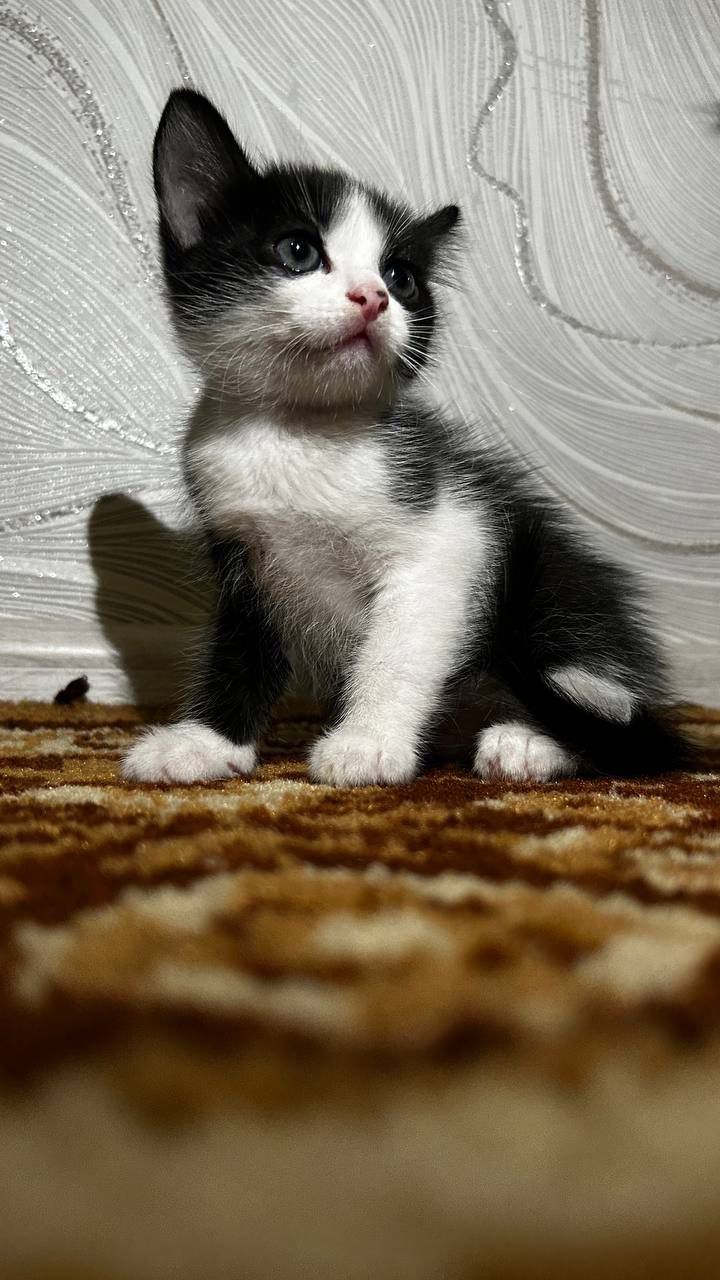 Отдам игривых котят,одна девочка и три мальчика.
