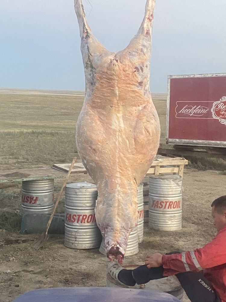 1,5 жасар қашарлар (тайқашар) сатылады