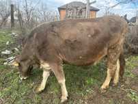 Стельная корова Алатау