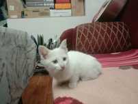 Котёнок ,котята мышилов