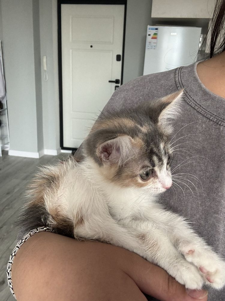 Котенок девочка котик