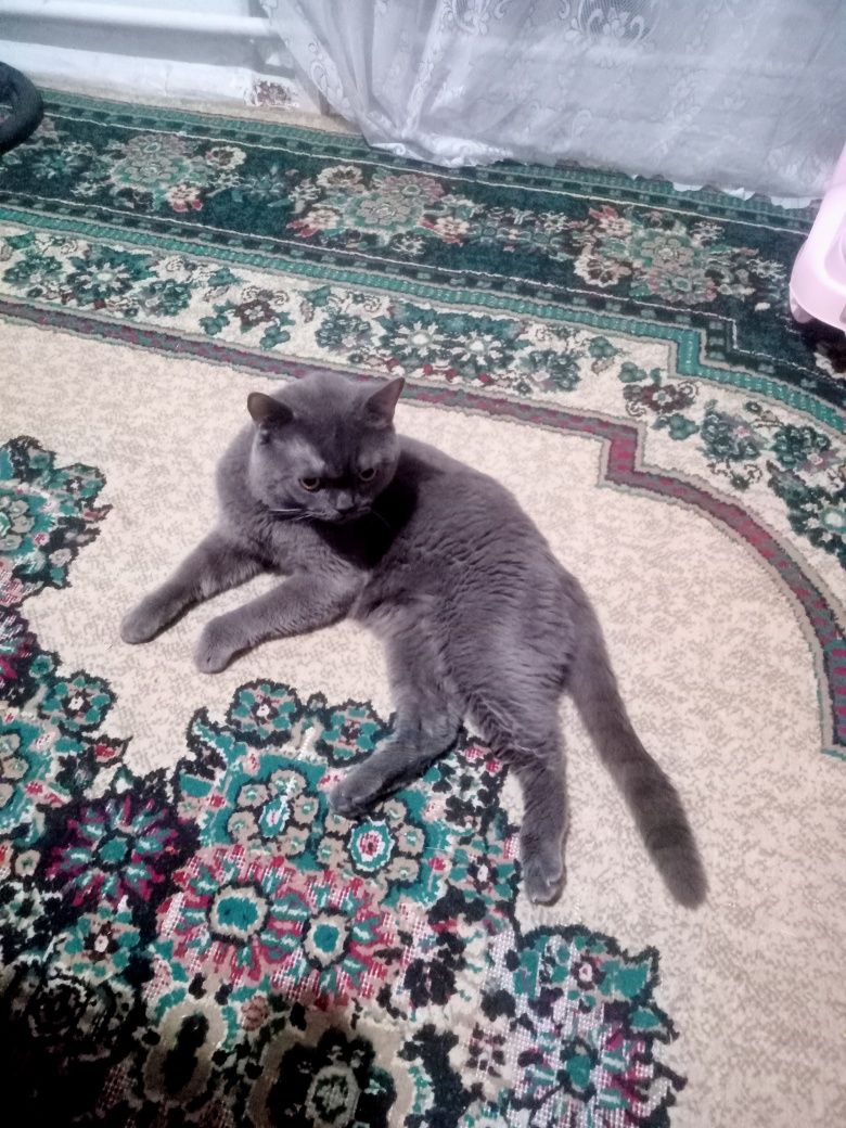 Спаривания кошек