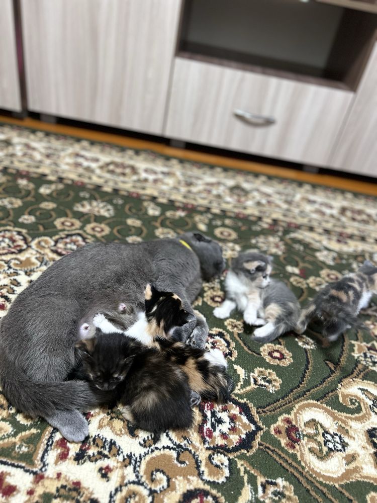 Отдадим котят в хорошие руки