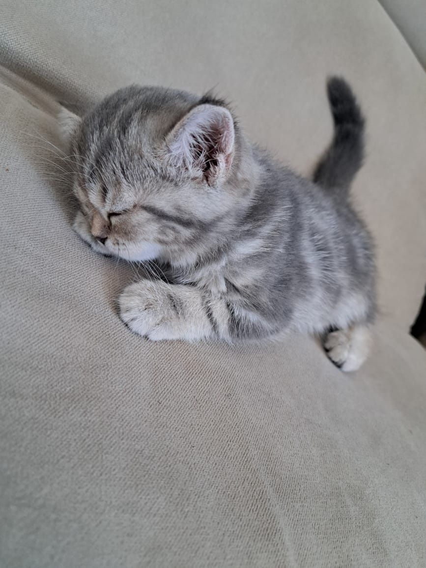 Шотландские котята