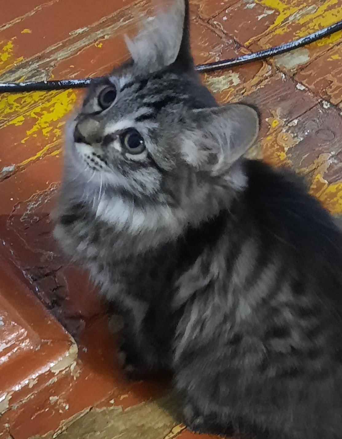 Отдаст котят в хорошие руки ,котята хорошие, игривые, девочки.