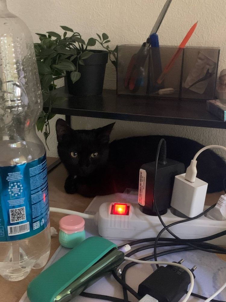 В хорошие руки отдается котенок девочка
