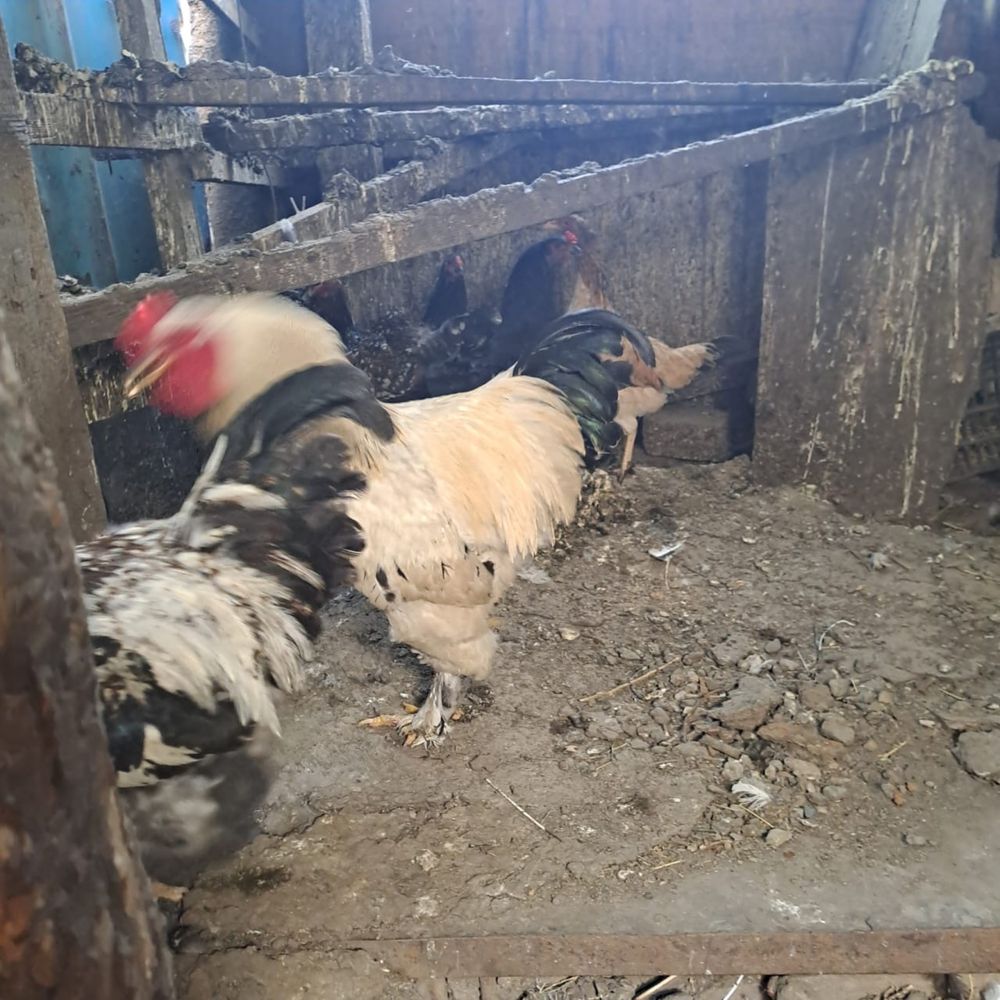 продам всех курей и петухов