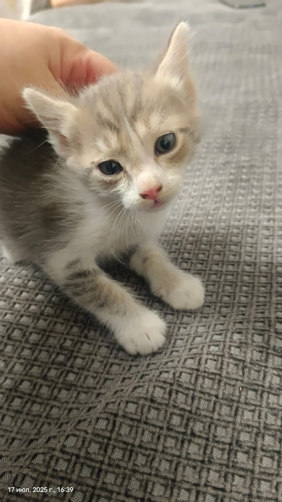 Отдам котят в добрые руки