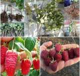 Малина 7 сортов. Ремонтантная, и простая