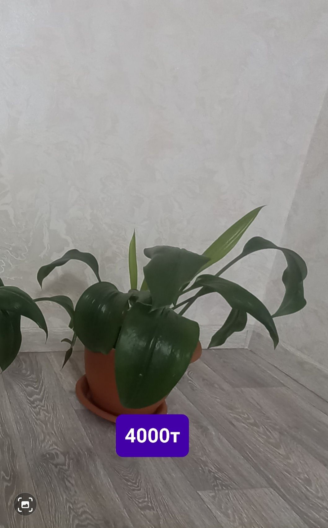 Гүл сатамын жағдайы жақсы