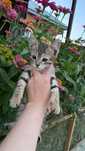 Котенок бесплатно девочка