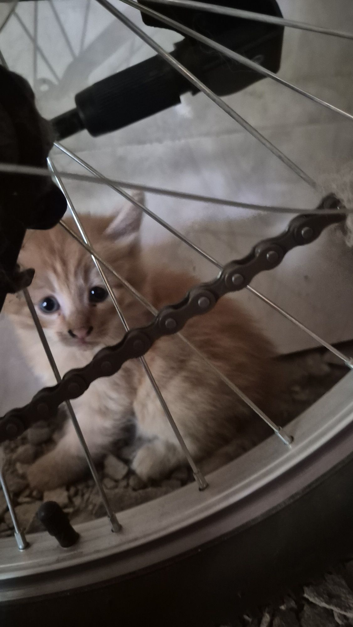Котята бесплатно