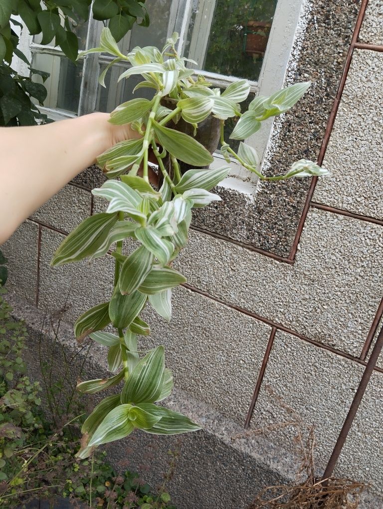 Продам комнатные цветы