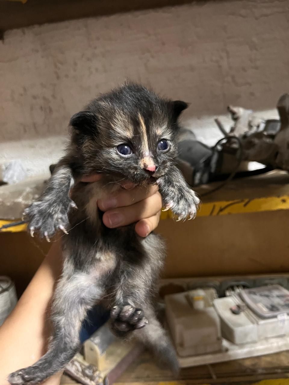 Котята  крысоловы
