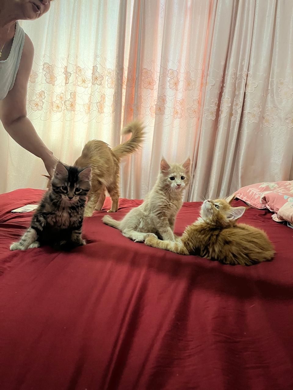 Мейн-куна котята