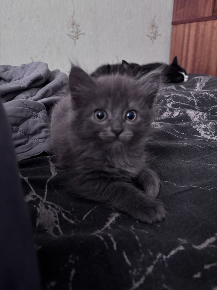 Отдам в добрые руки ,котята
