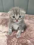 Продам шотландского котенка