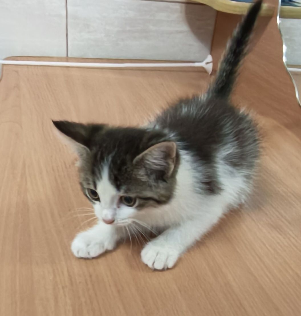 Котенок, 2 месяца, девочка