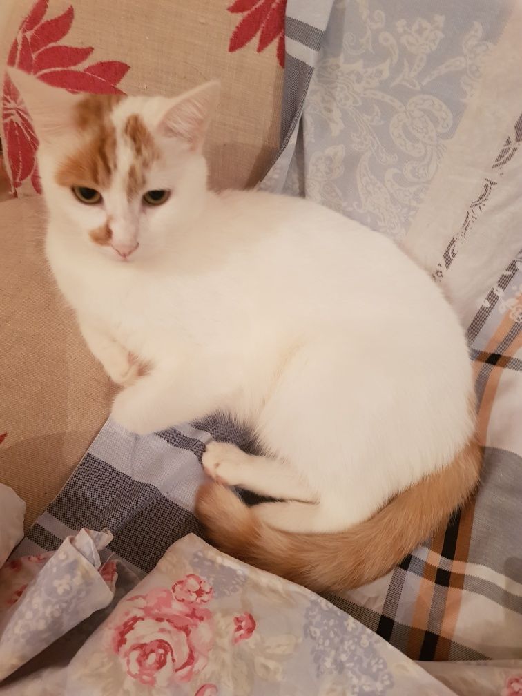 Красивые ВЗРОСЛЫЕ!!!  коты и кошки.  Стерилизованные